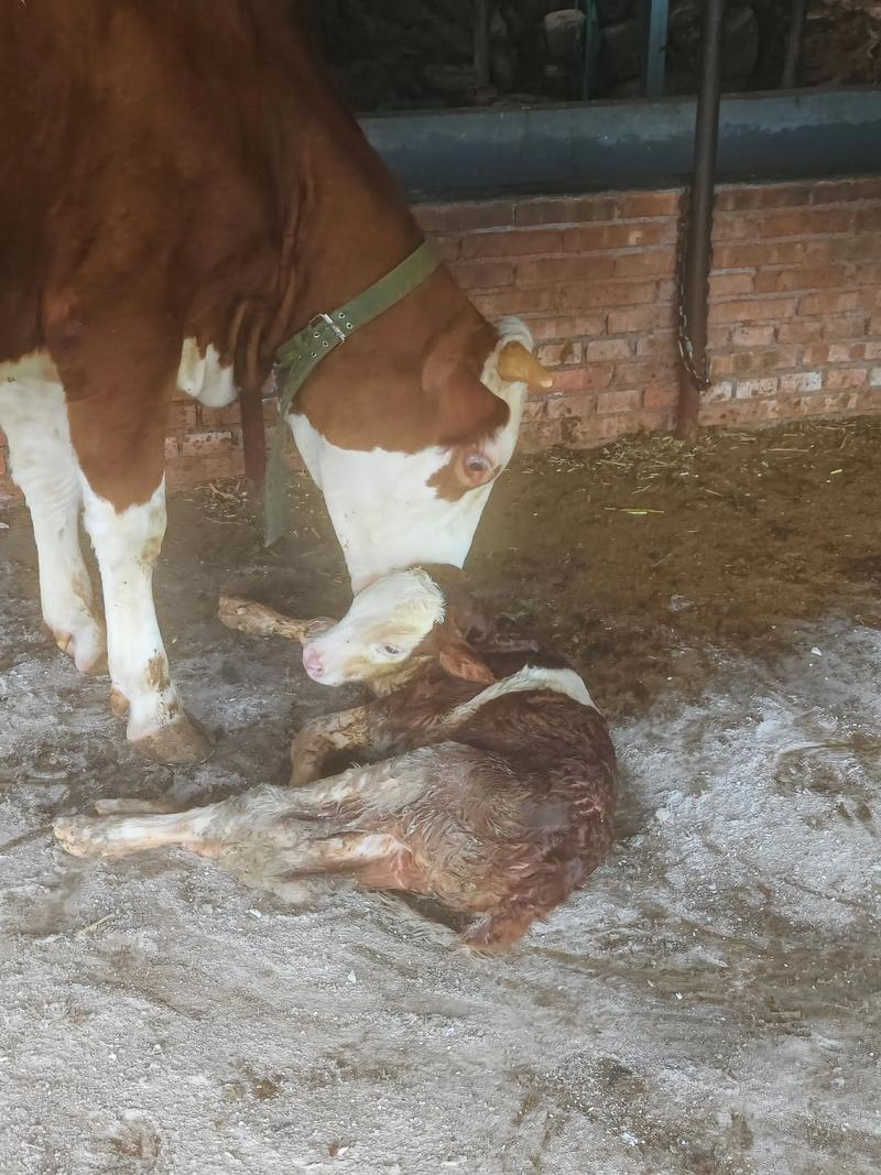 选啥品种母牛做繁殖好？-图3