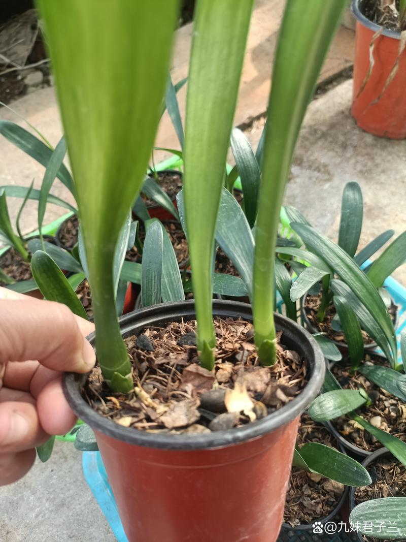 胜利君子兰老品种有何独特魅力？-图1