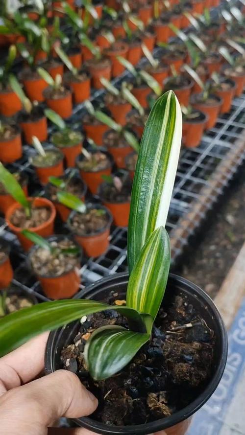 胜利君子兰老品种有何独特魅力？-图2