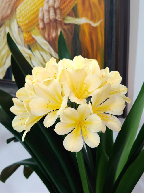 胜利君子兰老品种有何独特魅力？-图3