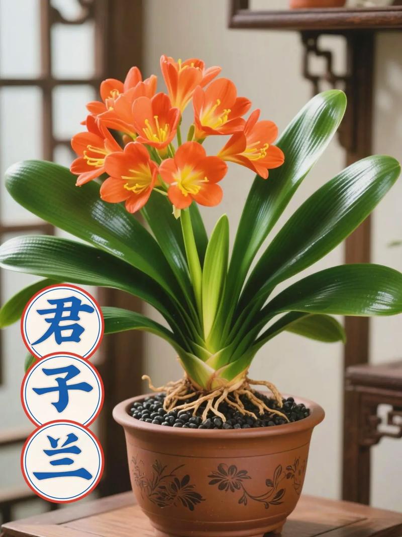 君子兰品种图片知多少?-图3 君子兰品种图片知多少?-图3