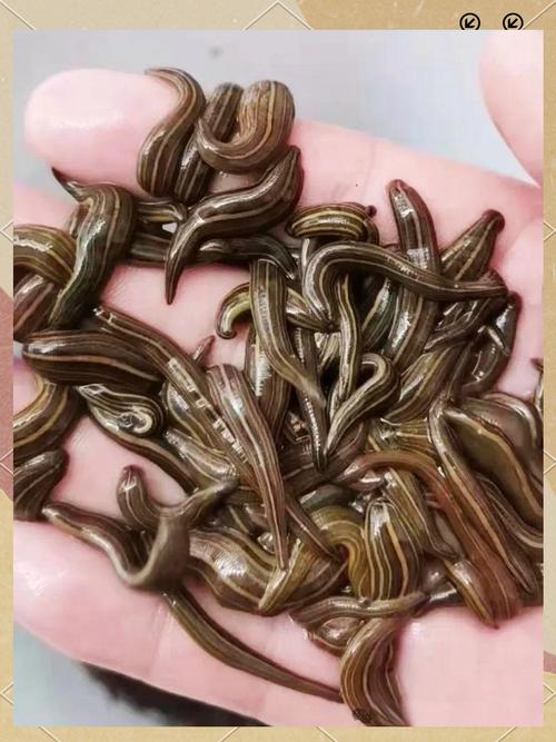 2025水蛭养殖技术有哪些新突破?-图2 2025水蛭养殖技术有哪些新突破?-图2