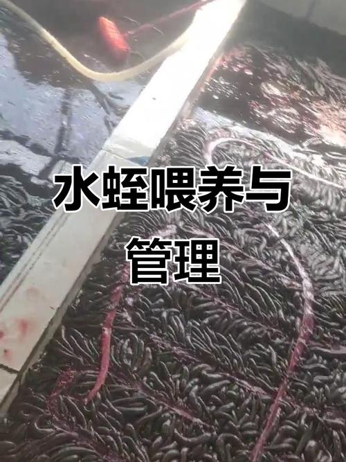 2025水蛭养殖技术有哪些新突破?-图1 2025水蛭养殖技术有哪些新突破?-图1