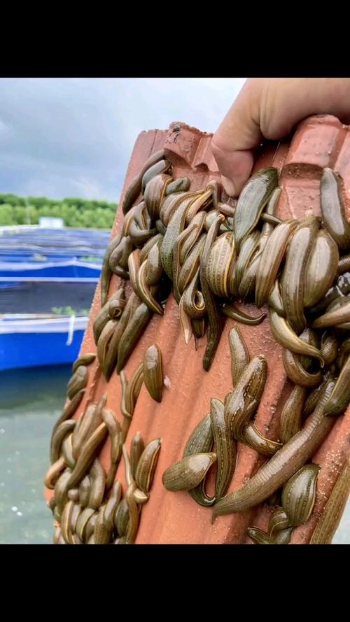 2025水蛭养殖技术有哪些新突破?-图3 2025水蛭养殖技术有哪些新突破?-图3