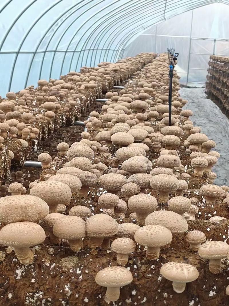 香茹种植技术最好?关键要点有哪些?-图1 香茹种植技术最好?关键要点有哪些?-图1