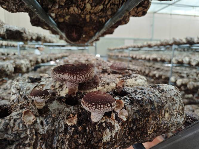 香茹种植技术最好?关键要点有哪些?-图3 香茹种植技术最好?关键要点有哪些?-图3