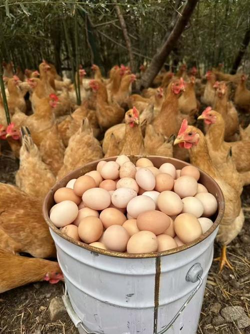 散养鸡哪个品种产蛋量更高?-图1 散养鸡哪个品种产蛋量更高?-图1