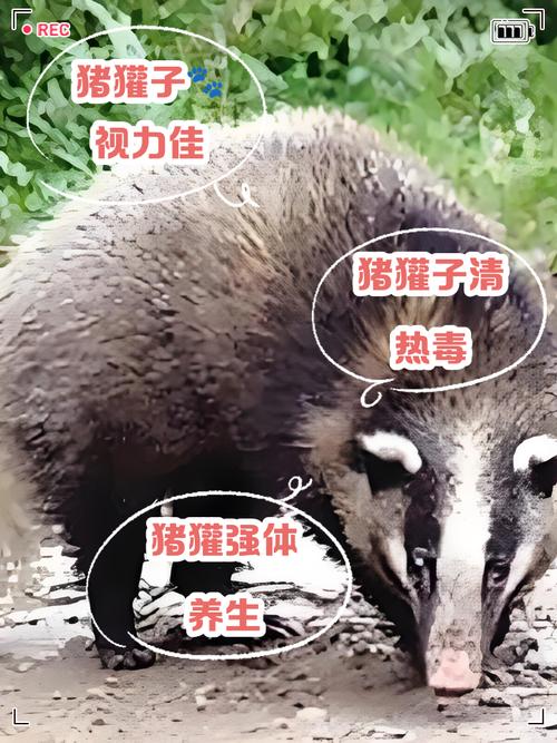 新疆养獾技术难点有哪些？-图2