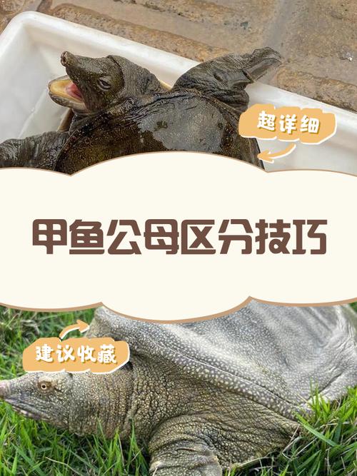 甲鱼养殖怎么选品种、控水质、防病害?-图2 甲鱼养殖怎么选品种、控水质、防病害?-图2