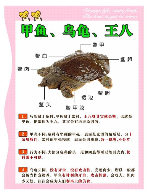 甲鱼养殖怎么选品种、控水质、防病害?-图3 甲鱼养殖怎么选品种、控水质、防病害?-图3