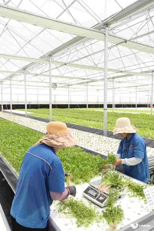 水上种菜技术CCTV揭秘?-图2 水上种菜技术CCTV揭秘?-图2