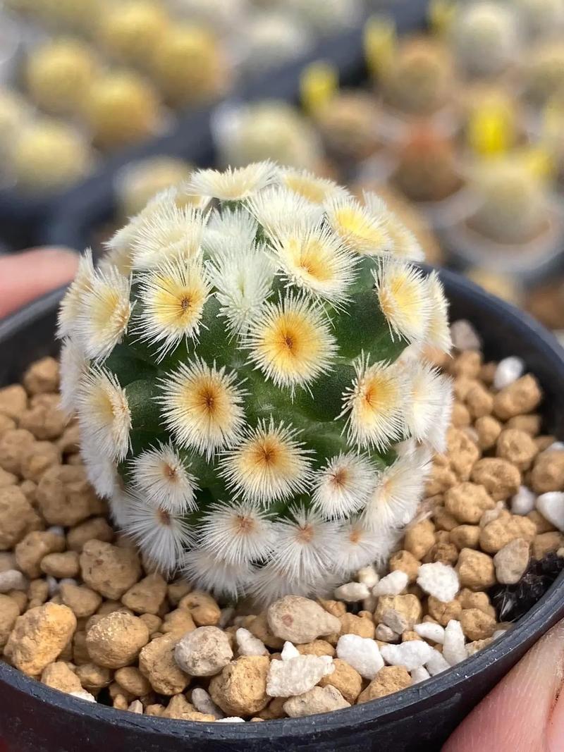 最稀有仙人球品种究竟有多珍奇？-图1