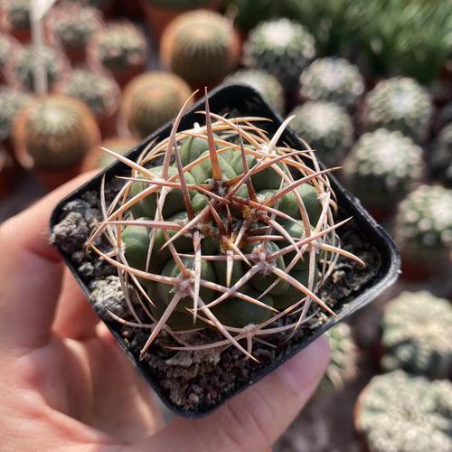 最稀有仙人球品种究竟有多珍奇？-图2