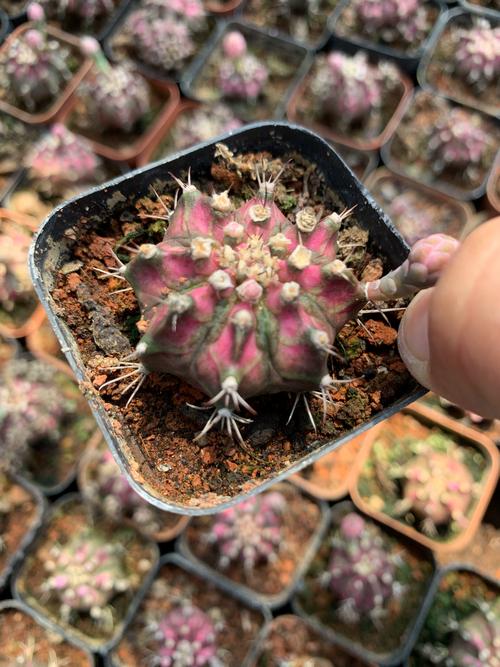 最稀有仙人球品种究竟有多珍奇？-图3