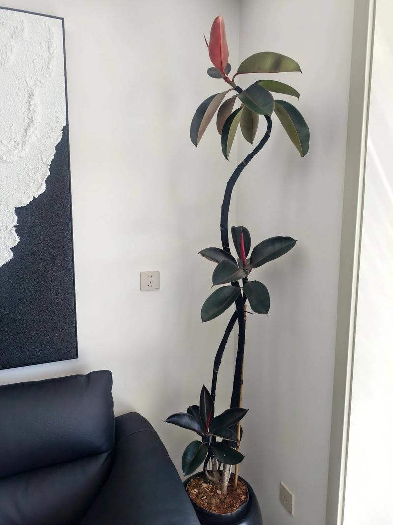 橡皮树哪个品种颜值最高？-图1