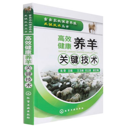 小尾寒羊养殖技术核心要点有哪些？-图2