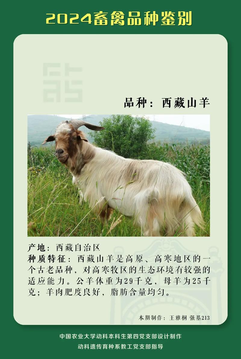 小尾寒羊养殖技术核心要点有哪些？-图3