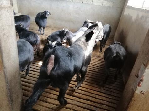 湖南适合养什么羊品种？-图1