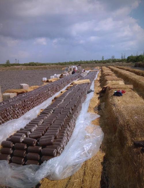 银耳种植技术CCTV传授了哪些关键技巧？-图3