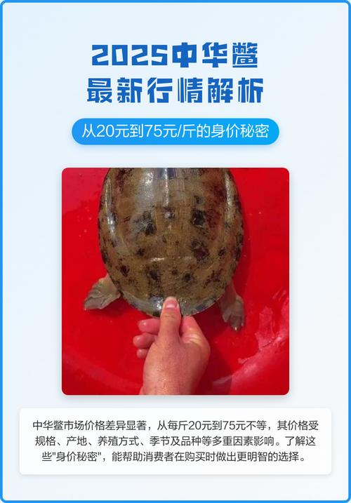 2025浙江甲鱼价格会涨还是跌？-图1