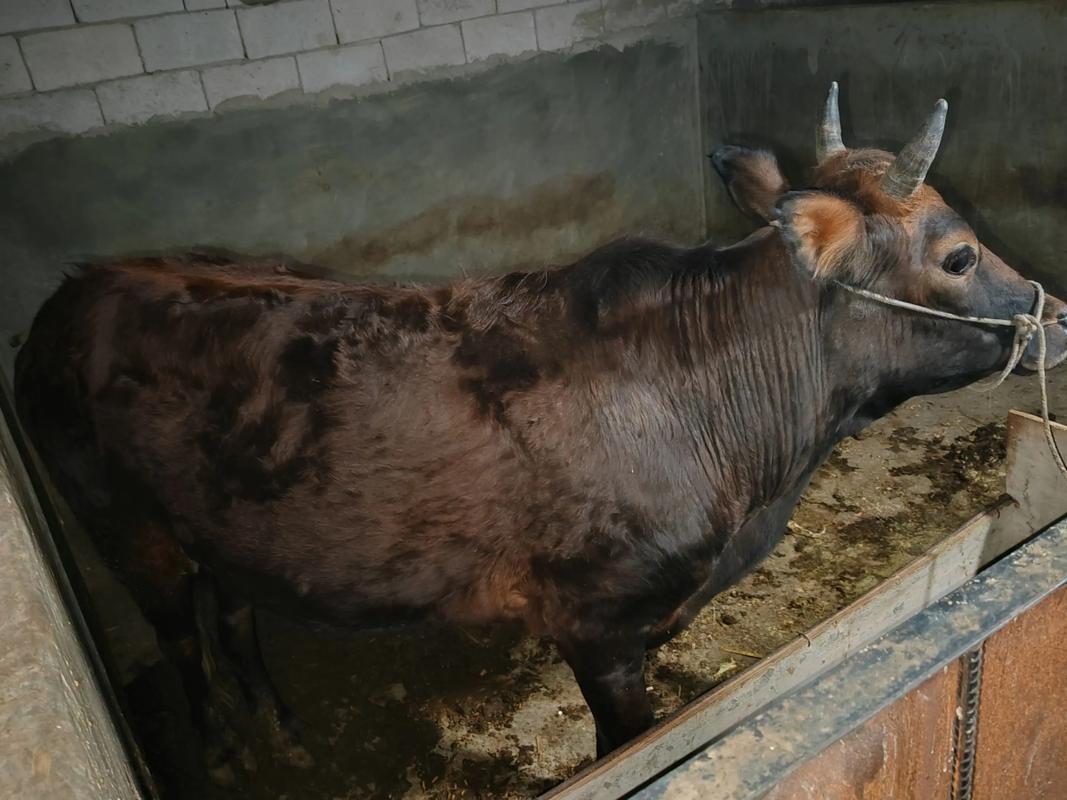 农村养的牛都是什么品种？-图2