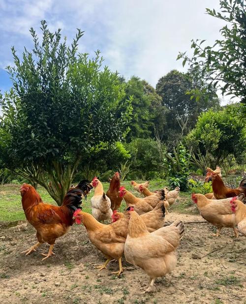 2025山鸡养殖技术-图1