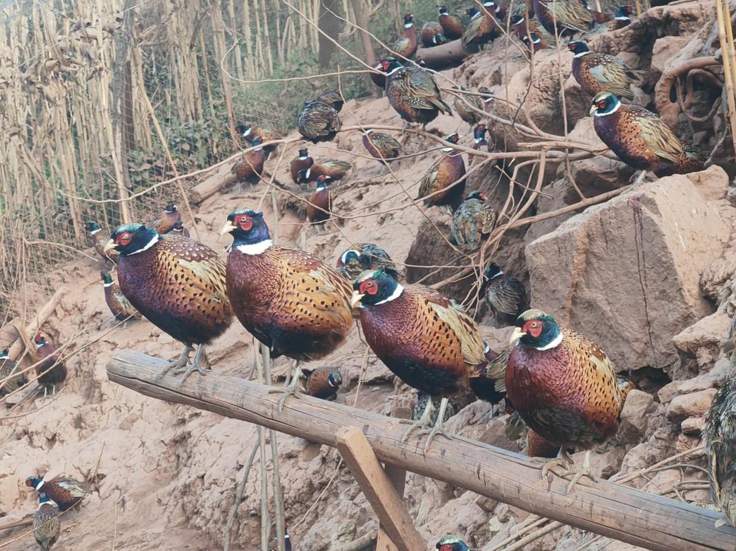 2025山鸡养殖技术-图2