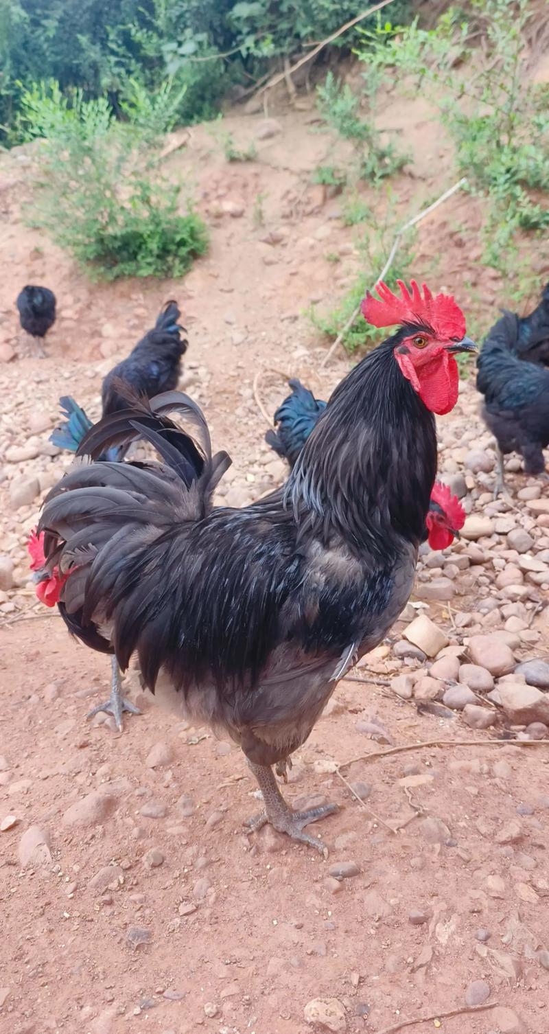 2025山鸡养殖技术-图3