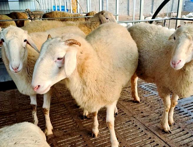 纯种小尾寒羊养殖技术有哪些要点?-图1 纯种小尾寒羊养殖技术有哪些要点?-图1