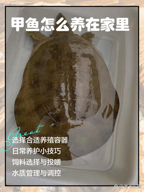 cctv甲鱼养殖技术-图1