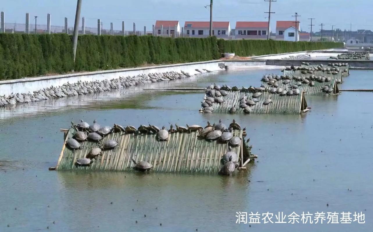 cctv甲鱼养殖技术-图2