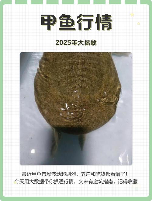 2025年北京甲鱼价格会涨还是跌?-图1 2025年北京甲鱼价格会涨还是跌?-图1
