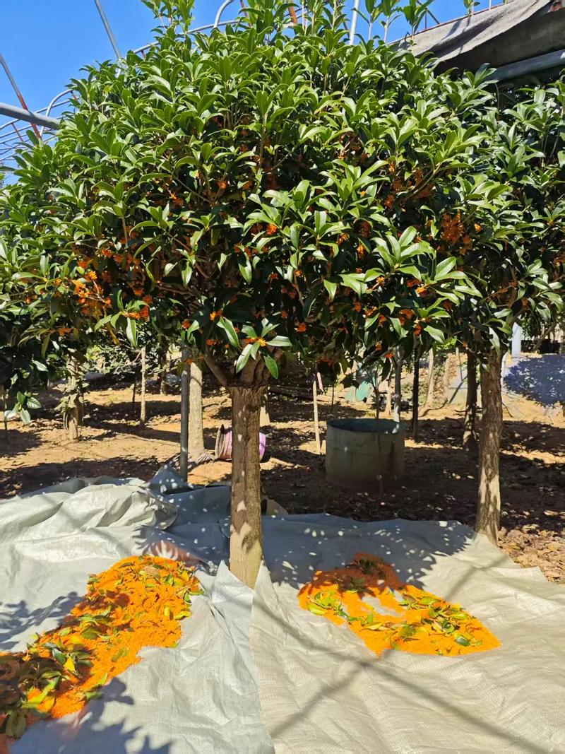 北京适合种哪些桂花树品种？-图1