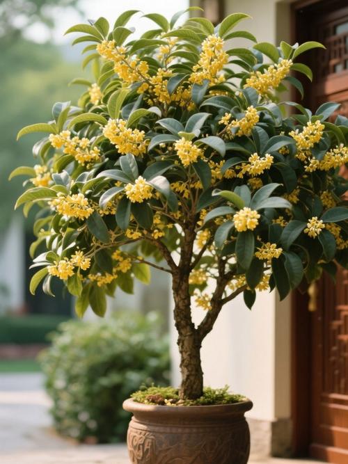 北京适合种哪些桂花树品种？-图2