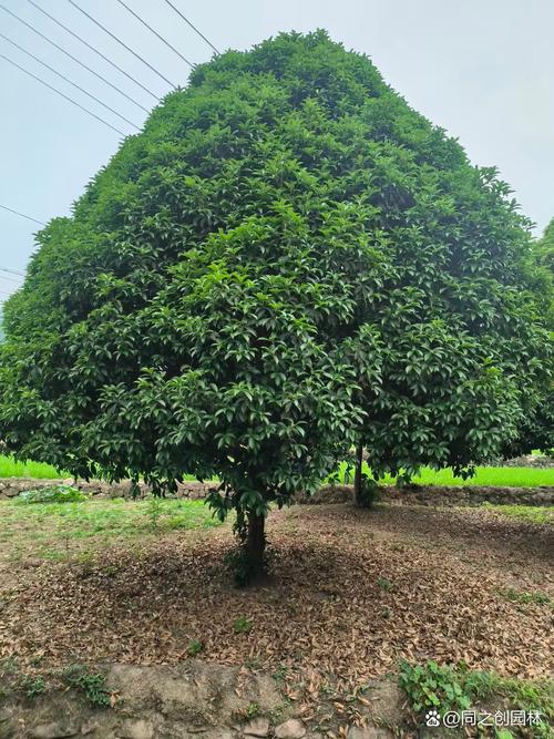 北京适合种哪些桂花树品种？-图3