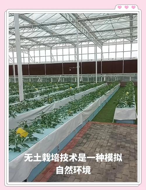 种植技术大全CCTV有哪些实用种植技巧？-图3