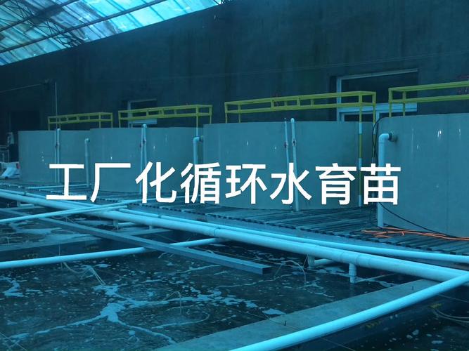 .石斑育苗技术视频.-图1 .石斑育苗技术视频.-图1