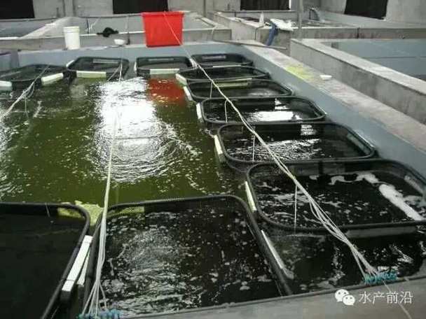 .石斑育苗技术视频.-图2 .石斑育苗技术视频.-图2