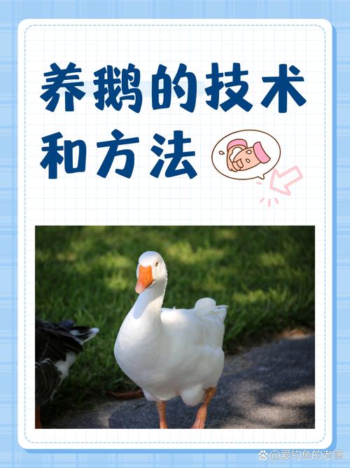 鹅养殖新技术与预苗技术如何提升成活率？-图1