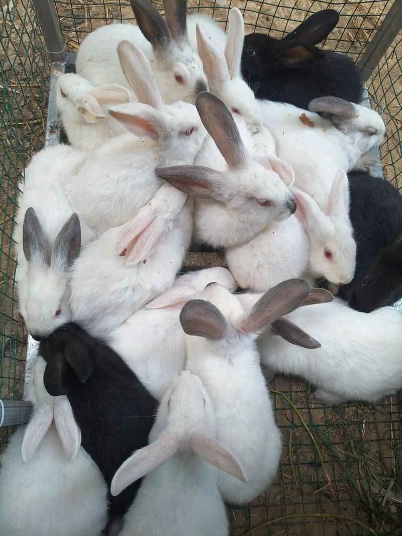 肉兔品种哪个长得最快？-图1