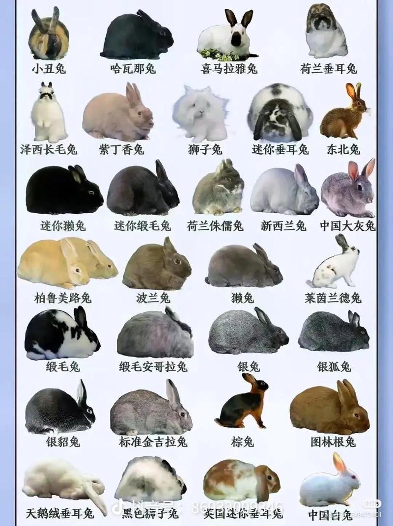 肉兔品种哪个长得最快？-图2