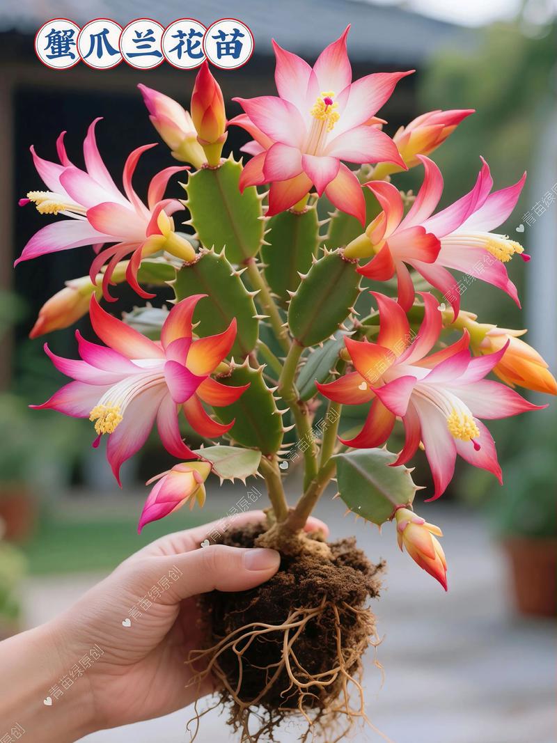 哪些蟹爪兰品种最值得栽培？-图1