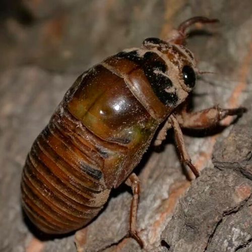 2025年德州金蝉价格会涨还是跌？-图1