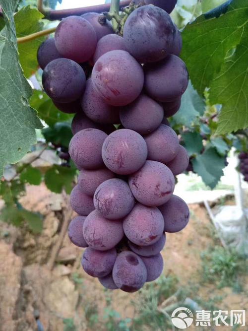 山东适合种哪些葡萄品种？-图1