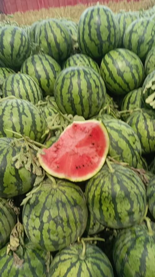 冠龙西瓜有哪些好品种-图3