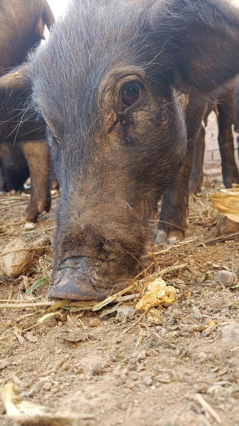 放养型的猪有哪些品种-图2