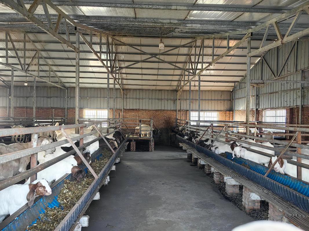 没技术如何养好山羊？-图1