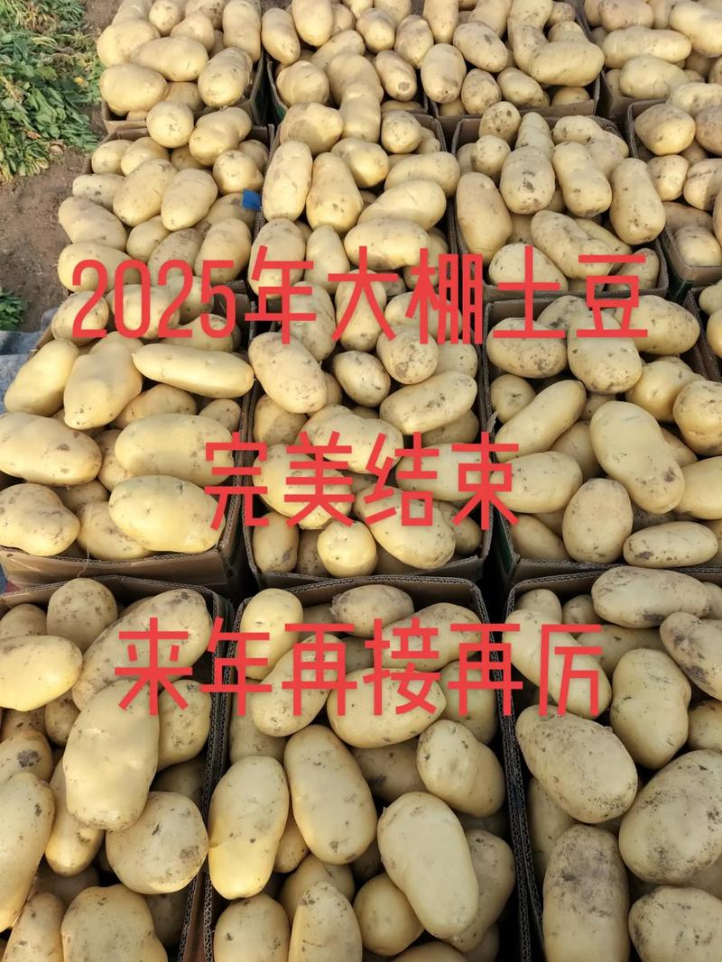 2025南方土豆价格会涨还是跌？-图3
