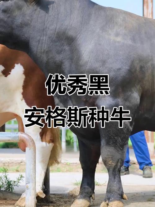 全身黑色的牛是什么品种？-图1