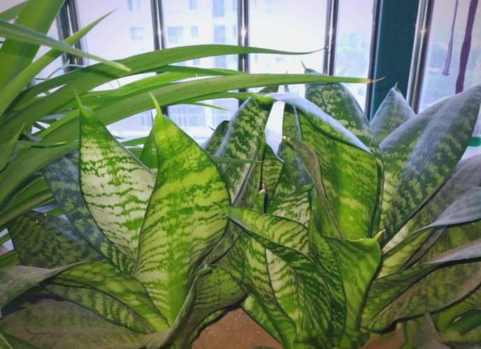 虎尾兰哪个品种颜值最高?-图3 虎尾兰哪个品种颜值最高?-图3